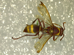 Polistes badius