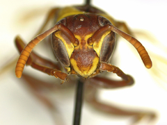 Polistes badius