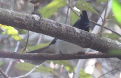 Trochocercus cyanomelas segregus