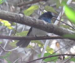 Trochocercus cyanomelas segregus