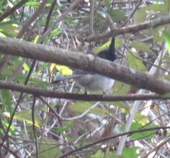 Trochocercus cyanomelas segregus