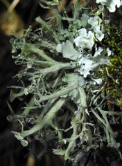 Ramalina fastigiata