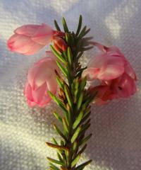 Erica inclusa