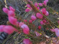 Erica inclusa