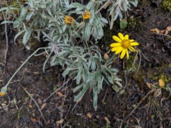 Senecio argyreus
