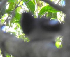 Trochocercus cyanomelas cyanomelas