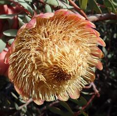 Protea sulphurea