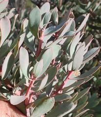 Protea sulphurea