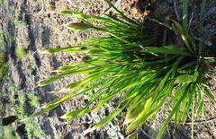 Aristea cantharophila
