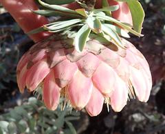 Protea sulphurea