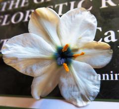 Aristea cantharophila