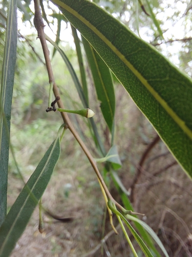 Image of Nectandra angustifolia by (c) Tomás Tamagno, some rights reserved (CC BY)