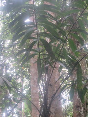 Bactris