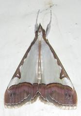 Viettessa margaritalis