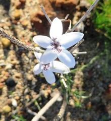 Cyphia volubilis volubilis