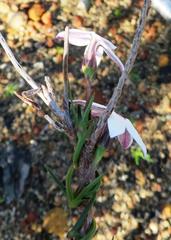 Cyphia volubilis volubilis