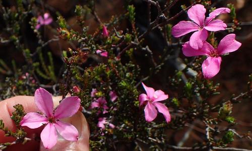 Image of Acmadenia sheilae by (c) Nicola van Berkel, some rights reserved (CC BY-SA)