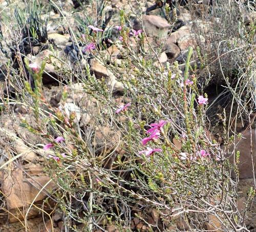 Image of Kleinkaroo Porcelainflower by (c) Nicola van Berkel, some rights reserved (CC BY-SA)