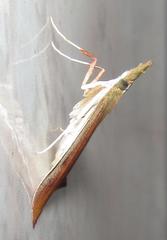 Lirabotys prolausalis