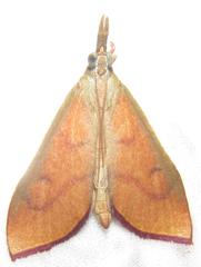 Lirabotys prolausalis