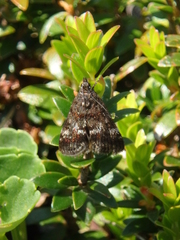 Notocrambus cuprealis
