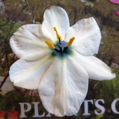 Aristea cantharophila