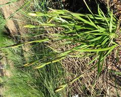 Aristea cantharophila