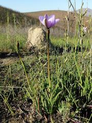Aristea cantharophila