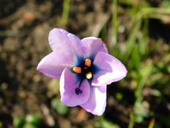 Aristea cantharophila