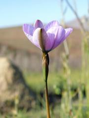 Aristea cantharophila