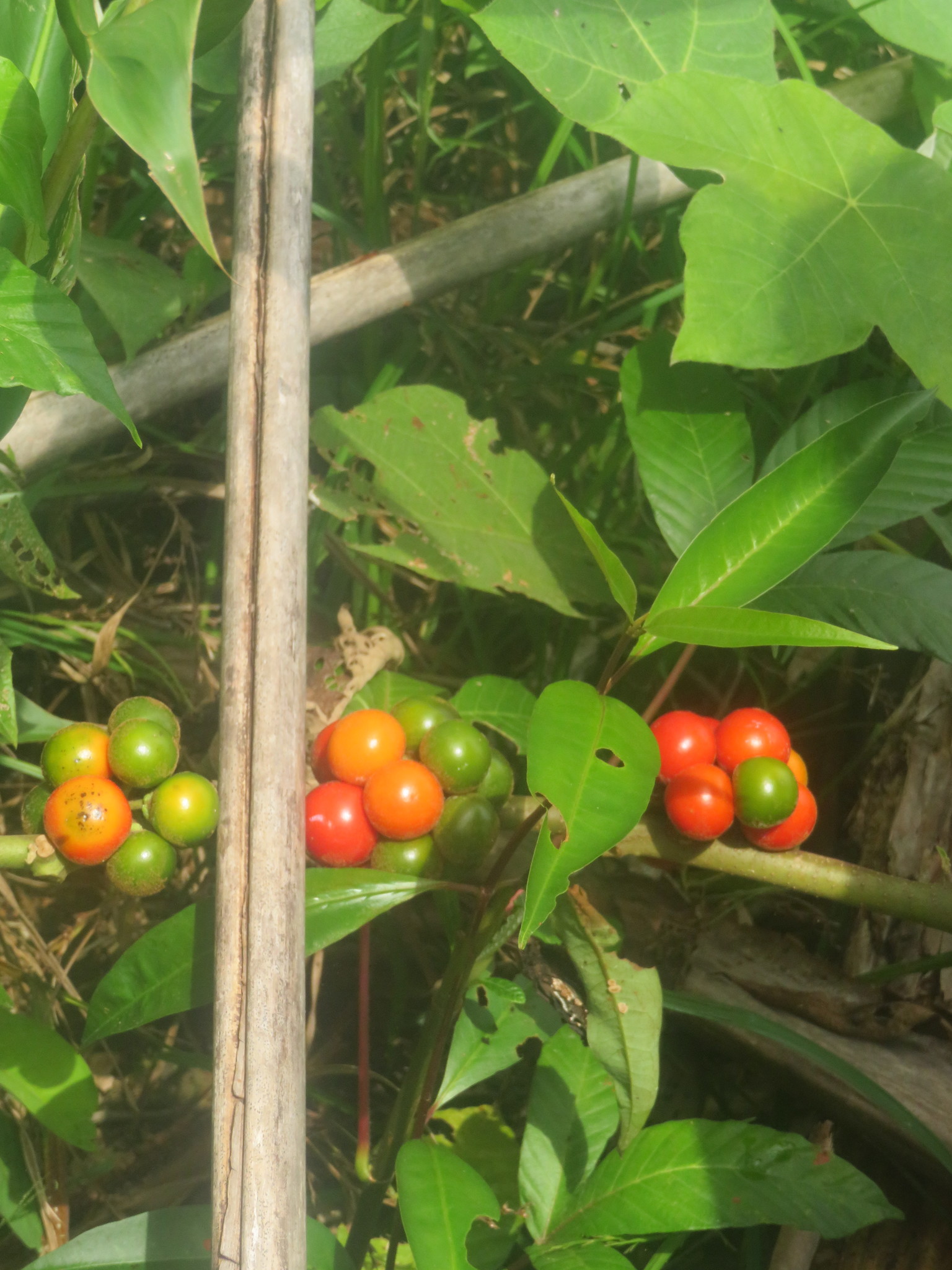Solanum stramoniifolium var. inerme