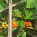 Solanum stramoniifolium inerme - Photo (c) Nurys Esperanza Silva Cantillo, osa oikeuksista pidätetään (CC BY-NC-ND), lähettänyt Nurys Esperanza Silva Cantillo