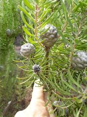 Leucadendron galpinii