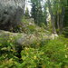 Saussurea latifolia - Photo (c) krugova_tania, algunos derechos reservados (CC BY-NC), subido por krugova_tania