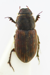 Aphodiini