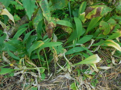 Allium microdictyon