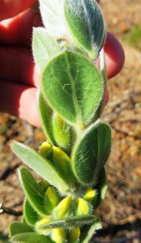 Image of Xiphotheca tecta by (c) linkie, some rights reserved (CC BY)