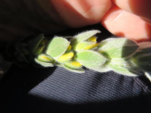 Image of Xiphotheca tecta by (c) linkie, some rights reserved (CC BY)