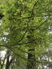 Carpinus tropicalis