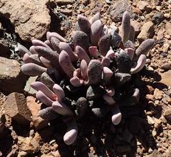 Cerochlamys pachyphylla