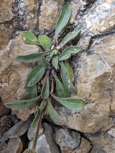 Image of Erigeron alpinus by (c) Denis Bastianelli, some rights reserved (CC BY)