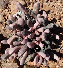 Cerochlamys pachyphylla