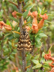 Tauroscopa callixutha