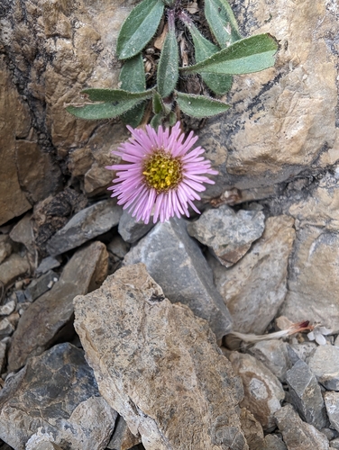 Image of Erigeron alpinus by (c) Denis Bastianelli, some rights reserved (CC BY)
