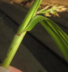 Scleria angusta