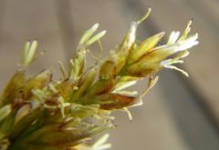 Scleria angusta