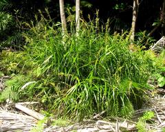 Scleria angusta