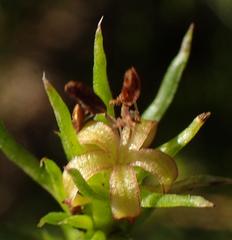 Carpacoce