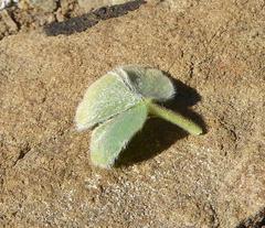 Oxalis melanosticta melanosticta