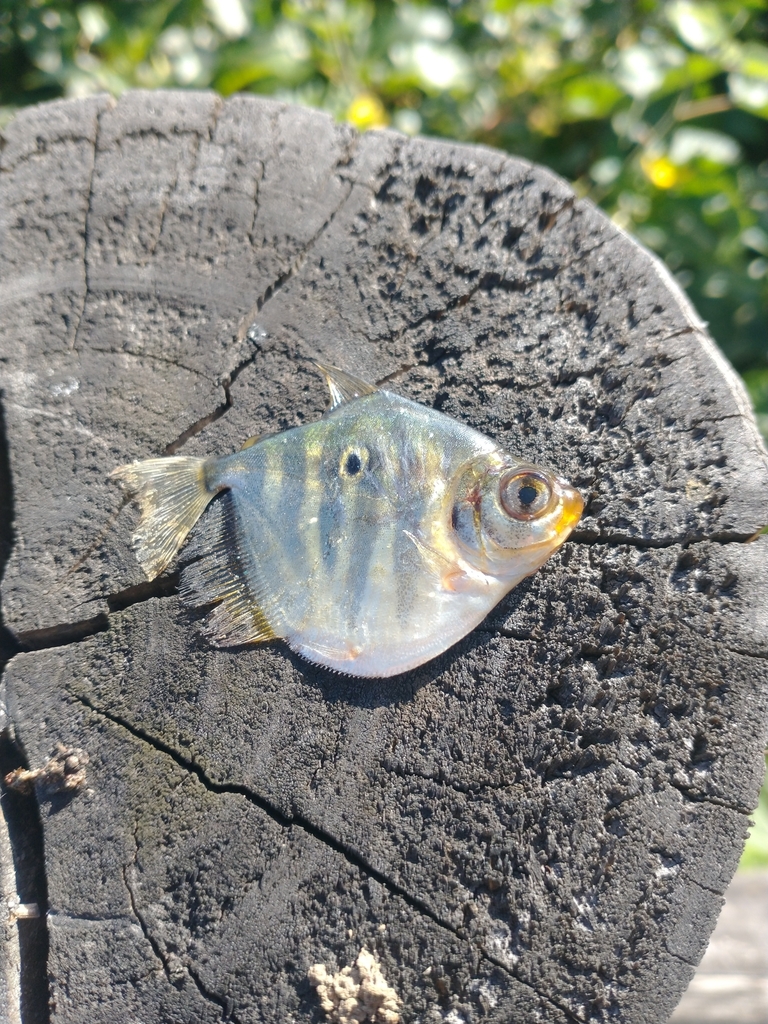 Silver Mylossoma